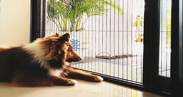 Sliding Screen Pet Door Repair in Lauderdale Lakes, FL
