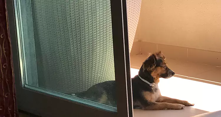 French Door Pet Screen Repair in Lauderdale Lakes, FL